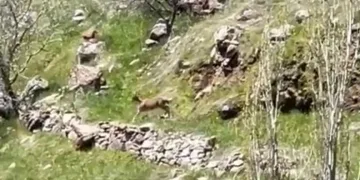 Elazığ’da dağ keçileri görüntülendi
