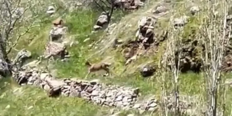 Elazığ’da dağ keçileri görüntülendi