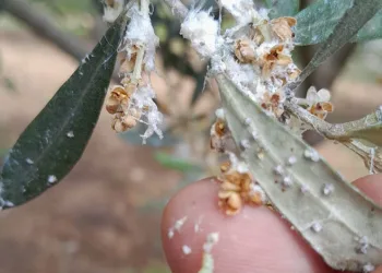 Zeytin üreticilerine önemli uyarı