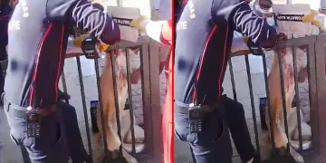 Ayağı korkuluk demirine saplanan köpeği itfaiye kurtardı