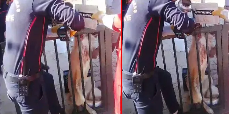 Ayağı korkuluk demirine saplanan köpeği itfaiye kurtardı