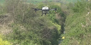 Bafra Ovası’nda dron destekli sivrisinek mücadelesi