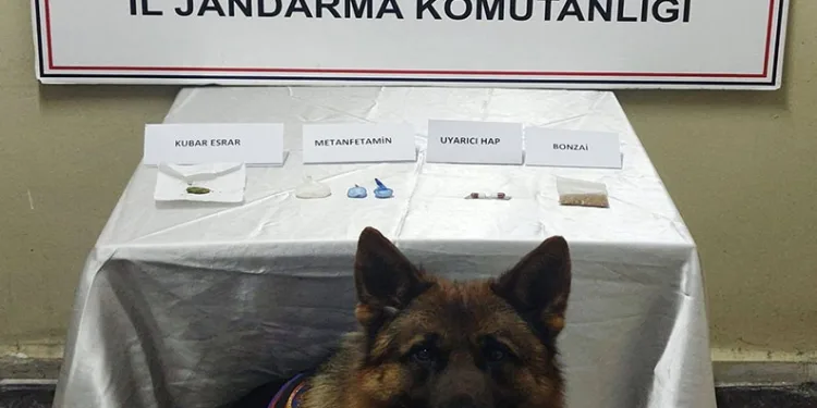 Gümüşhane Jandarmasından uyuşturucu operasyonu