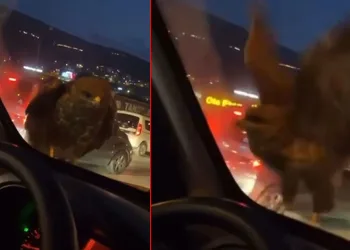 Bursa’da ilginç olay: Seyir halindeki araca şahin kondu