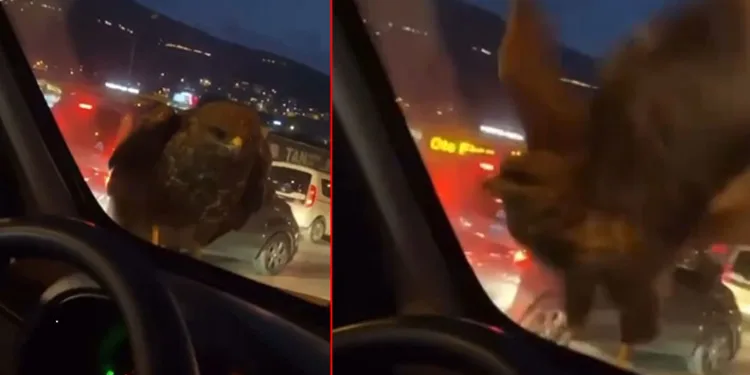 Bursa’da ilginç olay: Seyir halindeki araca şahin kondu