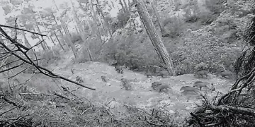 Yaban hayvanları fotokapana yakalandı