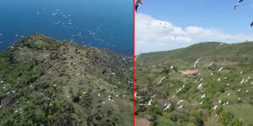 Tekirdağ’da pelikanların göçü
