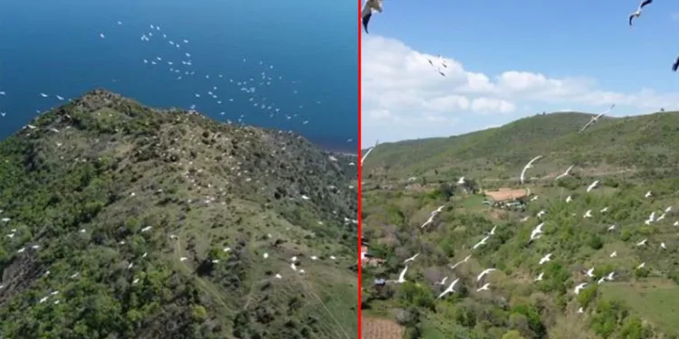 Tekirdağ’da pelikanların göçü