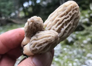 Kilosu 600 liradan satılıyor