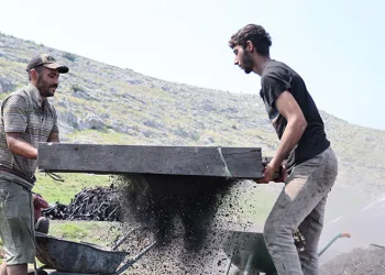 Narenciye odunları mangal kömürüne dönüşüyor