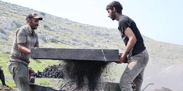 Narenciye odunları mangal kömürüne dönüşüyor
