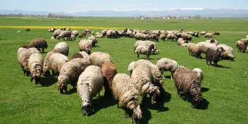 Muş’ta 40 bin TL’ye çoban bulunamıyor