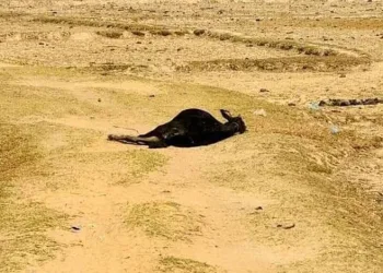 Şarbon salgını alarmı: 65 vaka