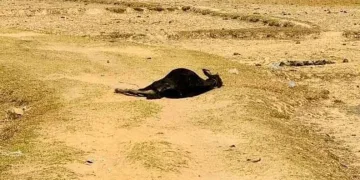 Şarbon salgını alarmı: 65 vaka