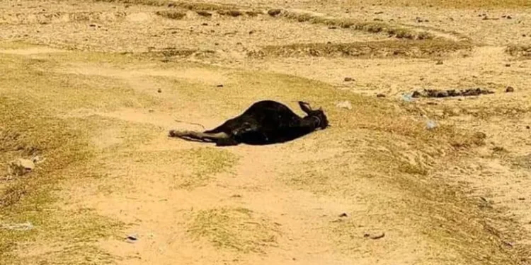 Şarbon salgını alarmı: 65 vaka