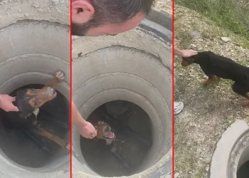 Bursa’da rögara düşen köpeği vatandaş kurtardı