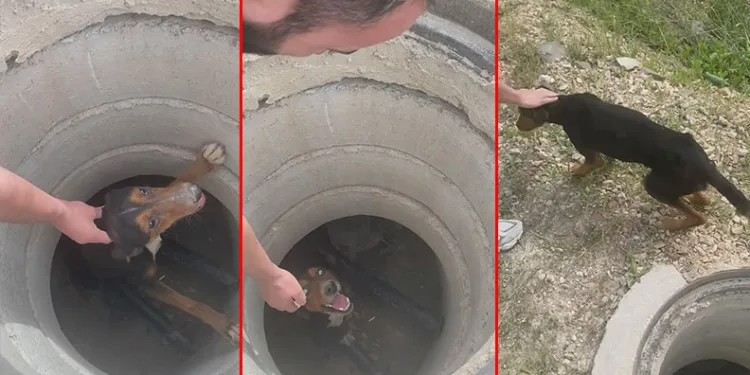 Bursa’da rögara düşen köpeği vatandaş kurtardı