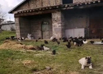 Hırsızlar 60 tavuk ve 2 kangal yavrusu çaldı