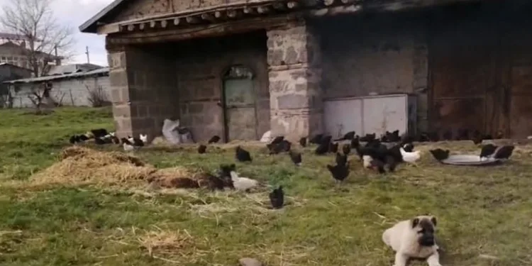 Hırsızlar 60 tavuk ve 2 kangal yavrusu çaldı