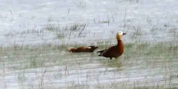 Son yağışlar Akgöl’ü tekrar canlandırdı
