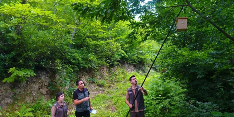 Artvin ormanlarında zararlı böceklere karşı kuşlar devrede