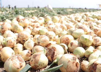 Adana’da turfanda soğan hasadı başladı