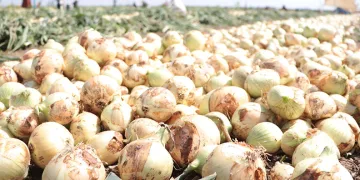 Adana’da turfanda soğan hasadı başladı