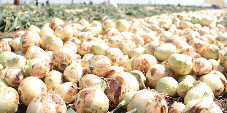 Adana’da turfanda soğan hasadı başladı