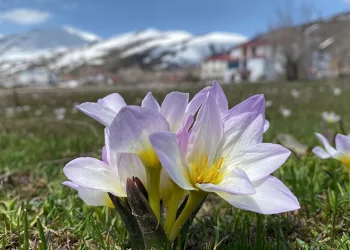 Karlıova’da kardelenler çiçek açtı