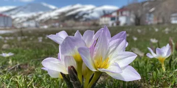 Karlıova’da kardelenler çiçek açtı