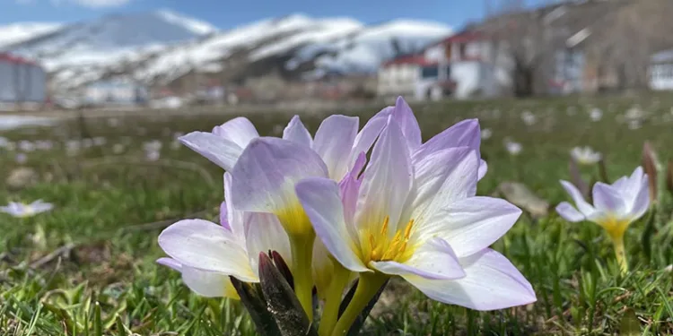 Karlıova’da kardelenler çiçek açtı