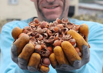 Fındık kabuğundan kömür üretti