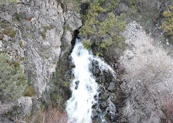 Baharda çıkıp yazın kayboluyorlar