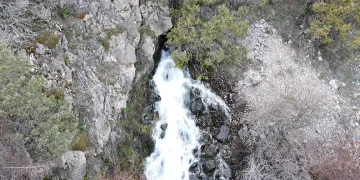 Baharda çıkıp yazın kayboluyorlar