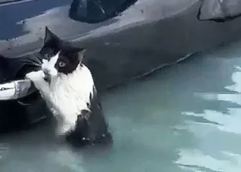 Aracın kapısına tutunarak yardım bekledi
