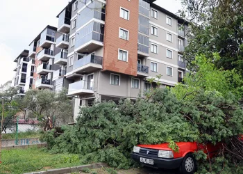 Fırtınada devrilen ağaç, aracın üstüne düştü