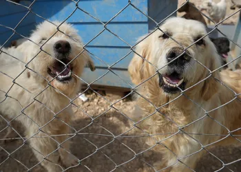Hevesle alınıp sonrasında terk edilen cins köpekler yuva arıyor