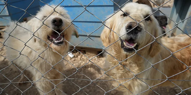 Hevesle alınıp sonrasında terk edilen cins köpekler yuva arıyor