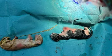 Bilecik’te kedi sezaryenle doğum yaptı