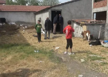 Başıboş köpek dehşeti: 12 buzağı ve 1 kuzu telef oldu