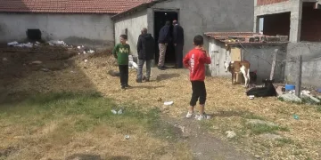 Başıboş köpek dehşeti: 12 buzağı ve 1 kuzu telef oldu