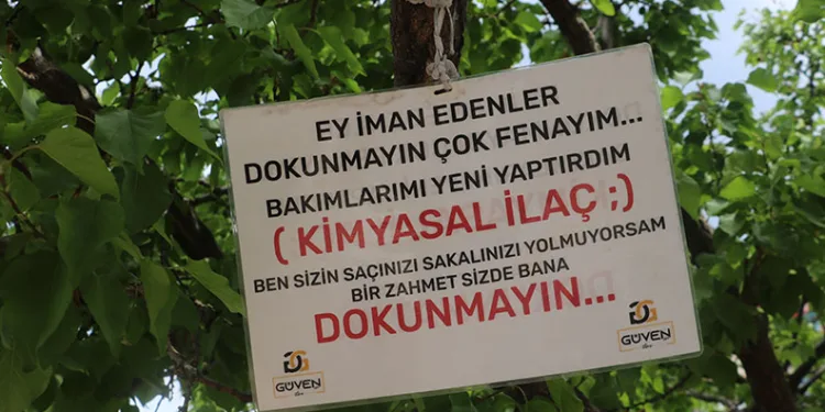 Baba yadigârı ağacı korumak için ilginç bir yönteme başvurdu