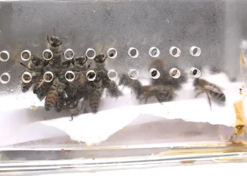 5 bin yıllık tedavi: Bu arılar şifa dağıtıyor