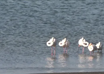 Tatvan’da flamingolar görsel şölen oluşturdu