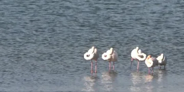 Tatvan’da flamingolar görsel şölen oluşturdu