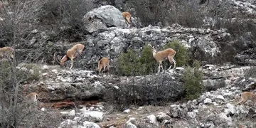 Yaban keçileri insanlarla iç içe yaşıyor