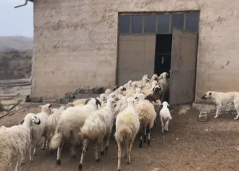 Kayıp koyunları dron ile buldular
