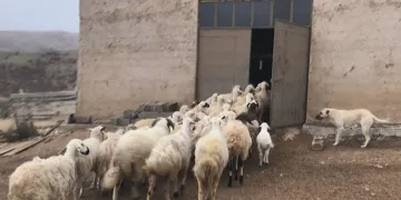 Kayıp koyunları dron ile buldular