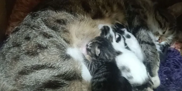 Sokakta gördüğü hamile kediyi sahiplendi