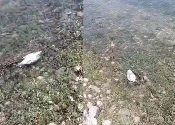 Martı ölümlerinin nedeni ortaya çıktı